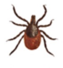 Ixodes ricinus icon